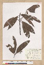Machilus zuihoensis Hayata var. mushaensis (Lu) Y. C. Liu 青葉楠(霧社楨楠)