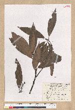 Machilus zuihoensis Hayata var. mushaensis (Lu) Y. C. Liu 青葉楠(霧社楨楠)