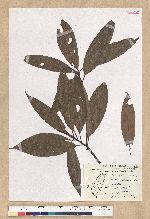 Machilus zuihoensis Hayata var. mushaensis (Lu) Y. C. Liu 青葉楠(霧社楨楠)