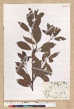 Machilus thunbergii Siebold & Zucc. 紅楠(豬腳楠)
