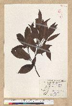 Machilus zuihoensis Hayata 香楠