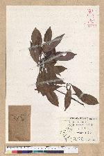 Machilus thunbergii Siebold & Zucc. 紅楠(豬腳楠)
