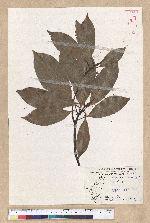 Machilus thunbergii Siebold & Zucc. 紅楠(豬腳楠)
