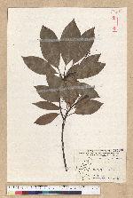 Machilus thunbergii Siebold & Zucc. 紅楠(豬腳楠)