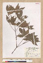 Neolitsea daibuensis Kamikoti 大武新木薑子