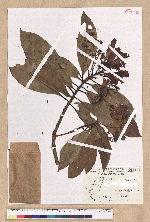 Machilus japonica Siebold et Zucc. var. kusanoi (Hayata) Liao 大葉楠