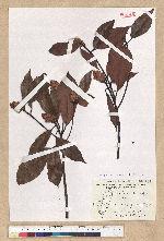 Machilus thunbergii Siebold & Zucc. 紅楠(豬腳楠)