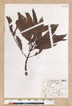 Machilus zuihoensis Hayata var. mushaensis (Lu) Y. C. Liu 青葉楠(霧社楨楠)