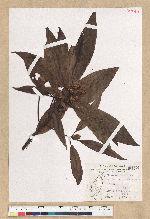 Machilus zuihoensis Hayata var. mushaensis (Lu) Y. C. Liu 青葉楠(霧社楨楠)