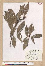 Neolitsea parvigemma (Hayata) Kanehira & Sasaki 小芽新木薑子