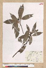 Neolitsea parvigemma (Hayata) Kanehira & Sasaki 小芽新木薑子