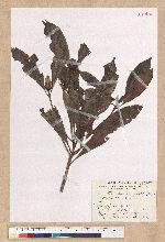 Machilus philippinense Merr. 菲律賓楠