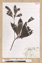 Machilus pseudolongifolia (Hayata) Kost.