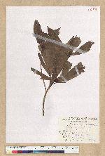 Machilus pseudolongifolia (Hayata) Kost.