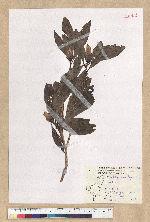 Machilus pseudolongifolia (Hayata) Kost.