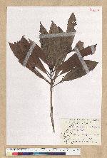 Machilus pseudolongifolia (Hayata) Kost.