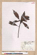 Machilus japonica Siebold et Zucc. var. kusanoi (Hayata) Liao 大葉楠
