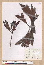 Machilus japonica Siebold et Zucc. var. kusanoi (Hayata) Liao 大葉楠