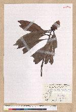 Machilus japonica Siebold et Zucc. var. kusanoi (Hayata) Liao 大葉楠