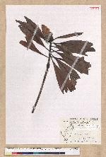 Machilus japonica Siebold et Zucc. var. kusanoi (Hayata) Liao 大葉楠