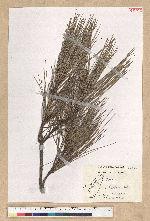Pinus sp.