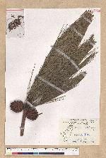 Pinus luchuensis Mayer 琉球松