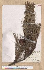 Pinus luchuensis Mayer 琉球松