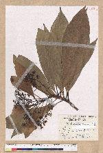 Machilus japonica Siebold et Zucc. var. kusanoi (Hayata) Liao 大葉楠
