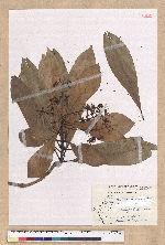 Machilus japonica Siebold et Zucc. var. kusanoi (Hayata) Liao 大葉楠