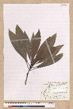 Machilus japonica Siebold et Zucc. var. kusanoi (Hayata) Liao 大葉楠