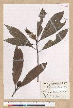 Machilus japonica Siebold et Zucc. var. kusanoi (Hayata) Liao 大葉楠