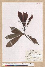 Machilus japonica Siebold et Zucc. var. kusanoi (Hayata) Liao 大葉楠