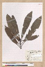 Machilus japonica Siebold et Zucc. var. kusanoi (Hayata) Liao 大葉楠