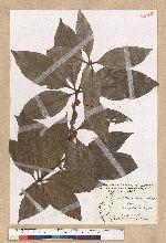 Neolitsea villosa (Blume) Merr. 蘭嶼新木薑子
