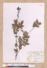 Lindera glauca (Sieb. & Zucc.) Blume 白葉釣樟