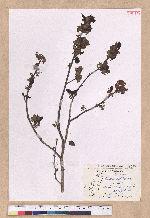 Lindera erythrocarpa Makino 鐵釘樹(紅果釣樟)