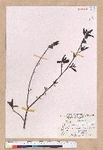 Litsea cubeba (Lour.) Persoon 山胡椒