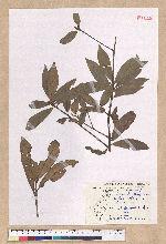 Litsea lii Chang. van nunkao-tahangensis (Liao) Liao 李氏木薑子