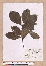 Litsea akoensis Hayata 屏東木薑子