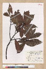 Machilus thunbergii Siebold & Zucc. 紅楠(豬腳楠)
