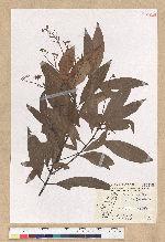 Machilus zuihoensis Hayata 香楠