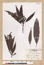 Machilus zuihoensis Hayata 香楠