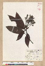 Machilus zuihoensis Hayata var. mushaensis (Lu) Y. C. Liu 青葉楠(霧社楨楠)