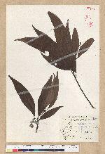 Machilus zuihoensis Hayata var. mushaensis (Lu) Y. C. Liu 青葉楠(霧社楨楠)