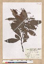 Machilus zuihoensis Hayata 香楠