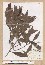 Machilus zuihoensis Hayata 香楠