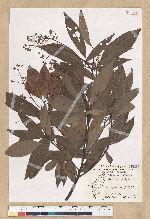 Machilus zuihoensis Hayata 香楠