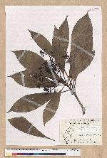 Machilus japonica Siebold et Zucc. var. kusanoi (Hayata) Liao 大葉楠