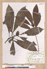 Machilus japonica Siebold et Zucc. var. kusanoi (Hayata) Liao 大葉楠