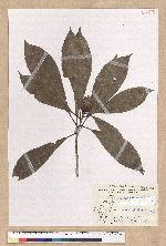 Machilus japonica Siebold et Zucc. var. kusanoi (Hayata) Liao 大葉楠